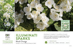 Philadelphus Illuminati Sparks™ (Mock Orange) 11x7" Variety Benchcard