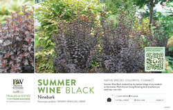 Physocarpus Summer Wine® Black (Ninebark) 11x7" Variety Benchcard