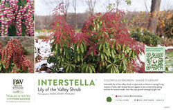 Pieris Interstella® (Lily of the Valley Shrub) 11x7" Variety Benchcard