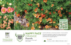 Potentilla Happy Face® Orange 11x7" Variety Benchcard