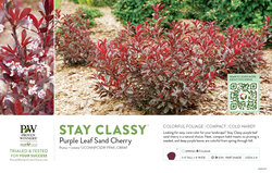 Prunus Stay Classy™ (Purple Leaf Sand Cherry) 11x7" Variety Benchcard