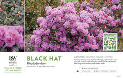 Rhododendron Black Hat® 11x7" Variety Benchcard