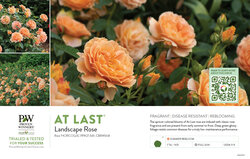 Rosa At Last® (Landscape Rose) 11x7" Variety Benchcard