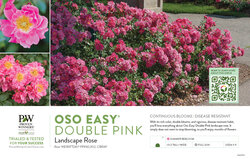 Rosa Oso Easy® Double Pink (Landscape Rose) 11x7" Variety Benchcard
