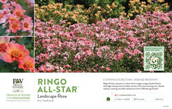 Rosa Ringo All-Star™ (Landscape Rose) 11x7" Variety Benchcard