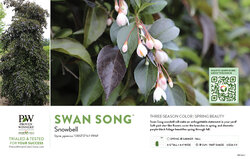 Styrax Swan Song™ (Snowbell) 11x7" Variety Benchcard