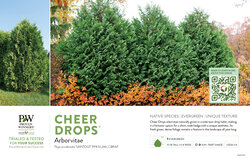 Thuja Cheer Drops® (Arborvitae) 11x7" Variety Benchcard