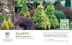 Thuja Fluffy® (Arborvitae) 11x7" Variety Benchcard