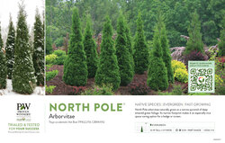 Thuja North Pole® (Arborvitae) 11x7" Variety Benchcard