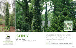 Thuja Sting™ (Arborvitae) 11x7" Variety Benchcard