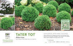 Thuja Tater Tot® (Arborvitae) 11x7" Variety Benchcard