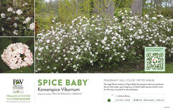 Viburnum Spice Baby™ 11x7" Variety Benchcard