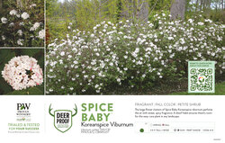 Viburnum Spice Baby™ 11x7" Variety Benchcard