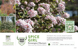 Viburnum Spice Girl® 11x7" Variety Benchcard