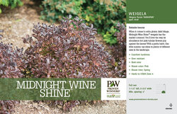 Weigela Midnight Wine Shine Benchcard