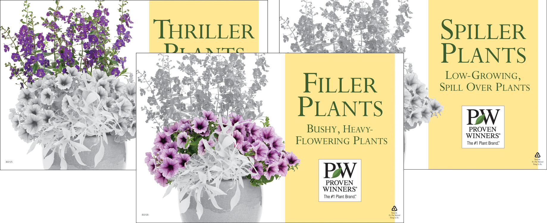 Thriller/Filler/Spiller Plants Set of 3 11x7" Benchcards Proven