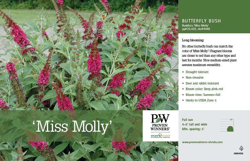 Buddleia 'Miss Molly' (Butterfly Bush) 11x7 Variety Benchcard