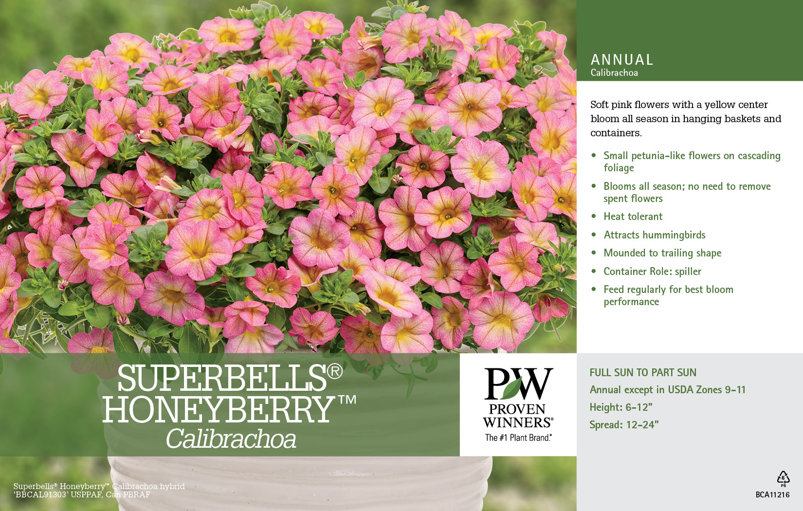 Calibrachoa Superbells® Honeyberry™ 11x7