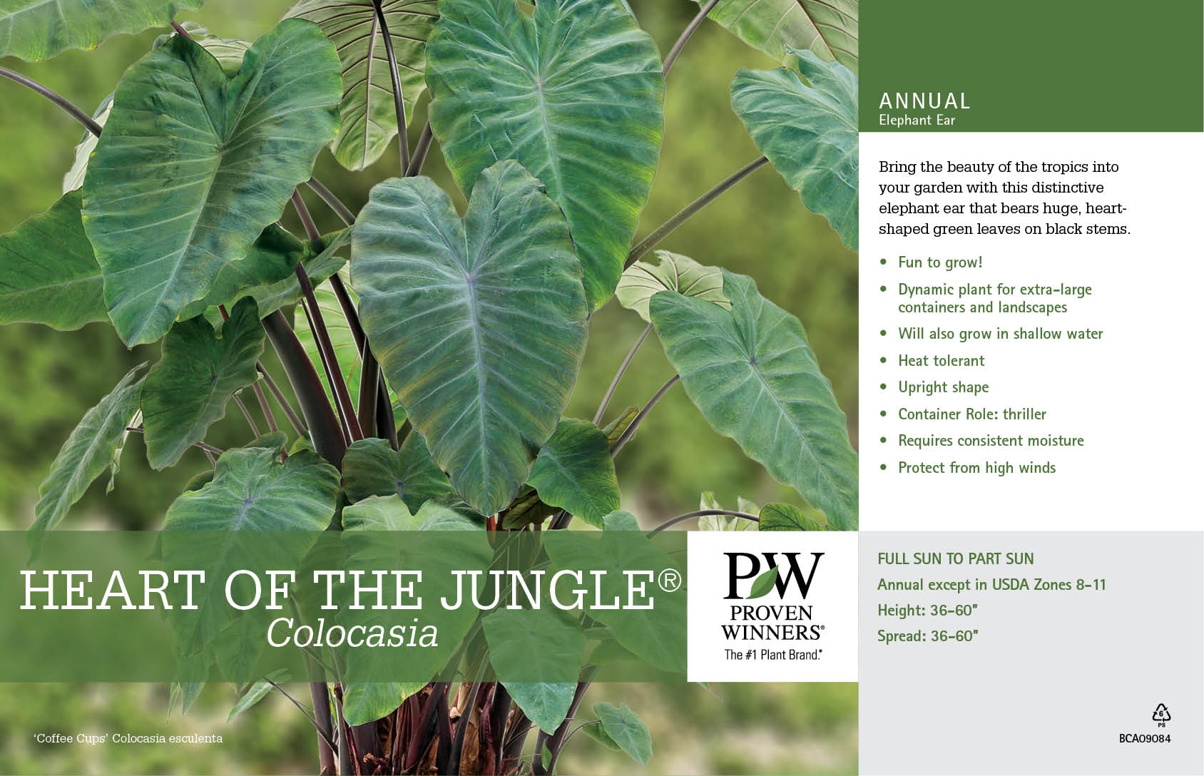Colocasia Heart of the Jungle™ 11x7" Variety Benchcard | Proven Winners