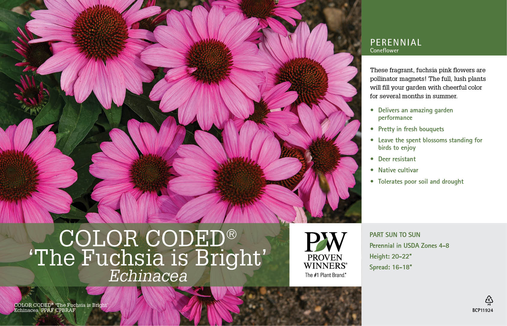 Echinacea COLOR CODED® 'The Fuchsia is Bright