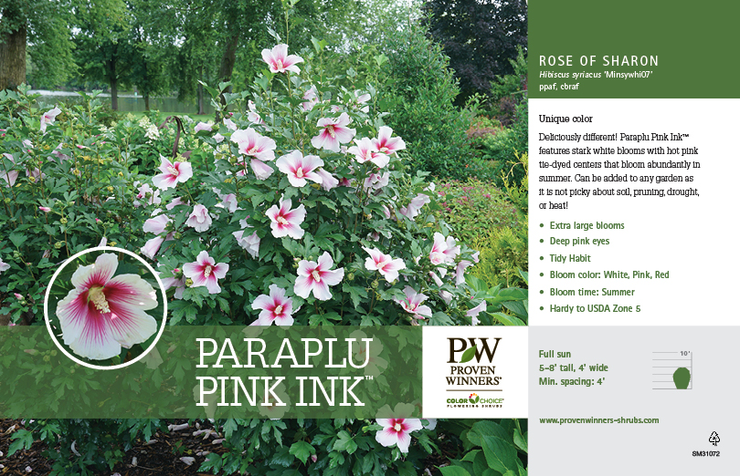 Hibiscus Paraplu Pink Ink (Rose of Sharon)