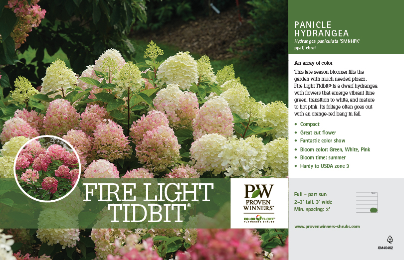 Hydrangea Fire Light Tidbit® (Panicle Hydrangea) 11x7" Variety