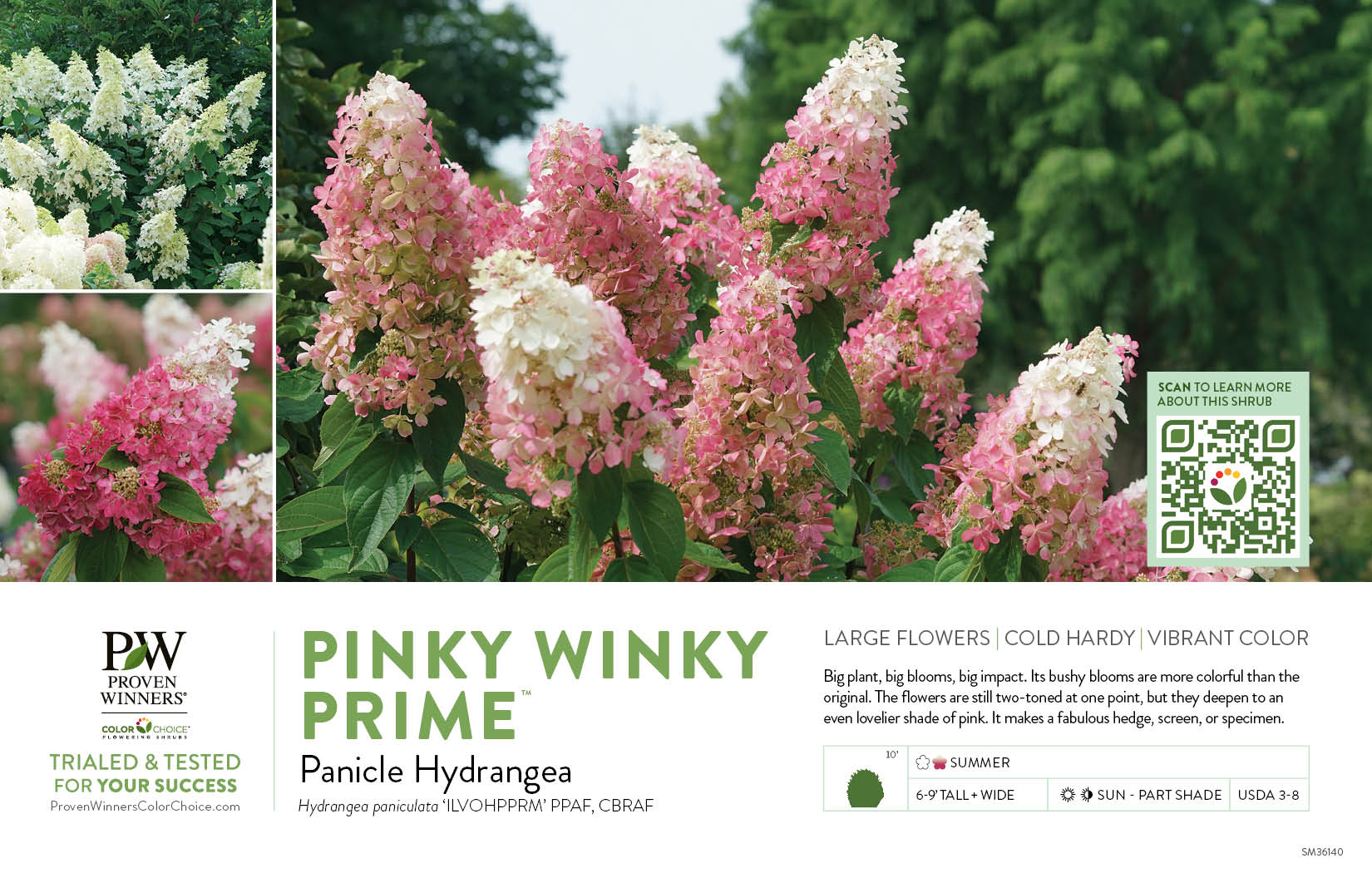 Hydrangea Pinky Winky Prime™ (Panicle Hydrangea) 11x7