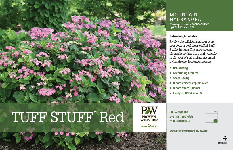 Tuff Stuff™ Red - Mountain Hydrangea - Hydrangea serrata