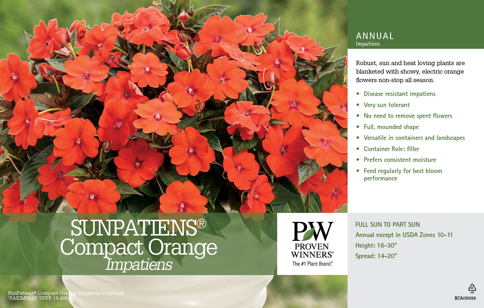 Impatiens SunPatiens® Compact Orange 11x7