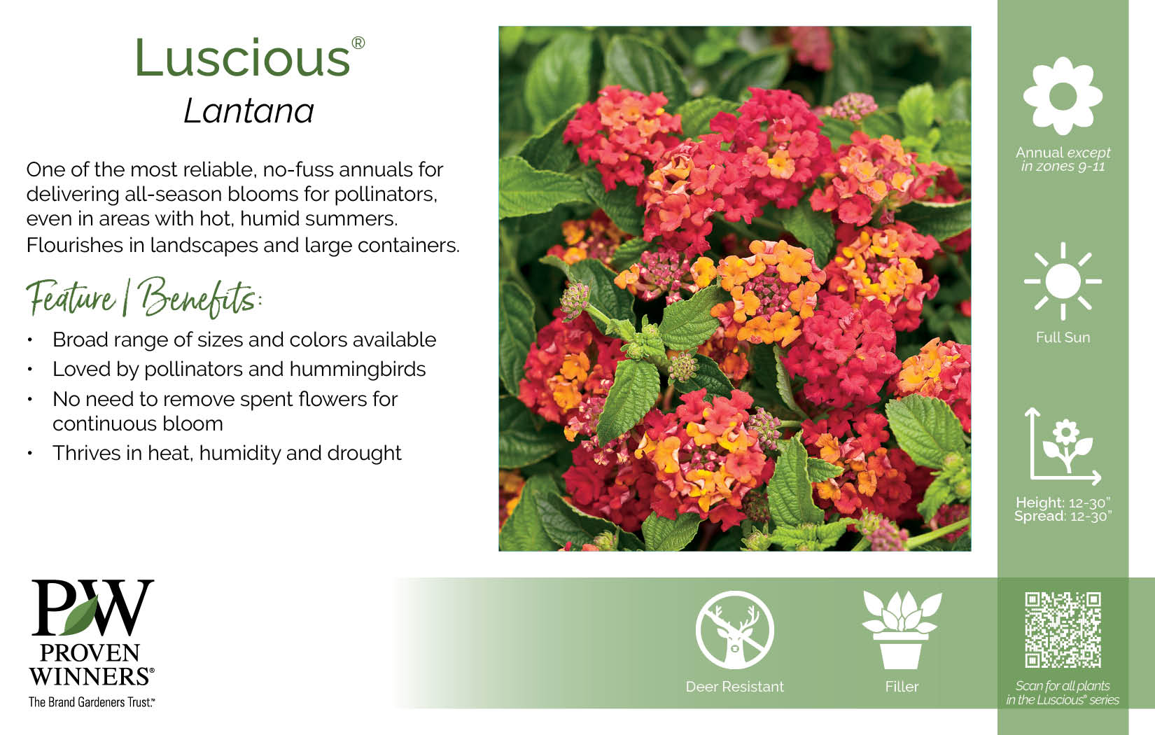 Lantana Luscious® 11x7