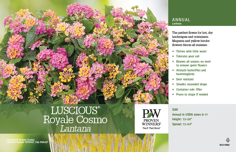 Lantana Luscious® Royale Cosmo 11x7