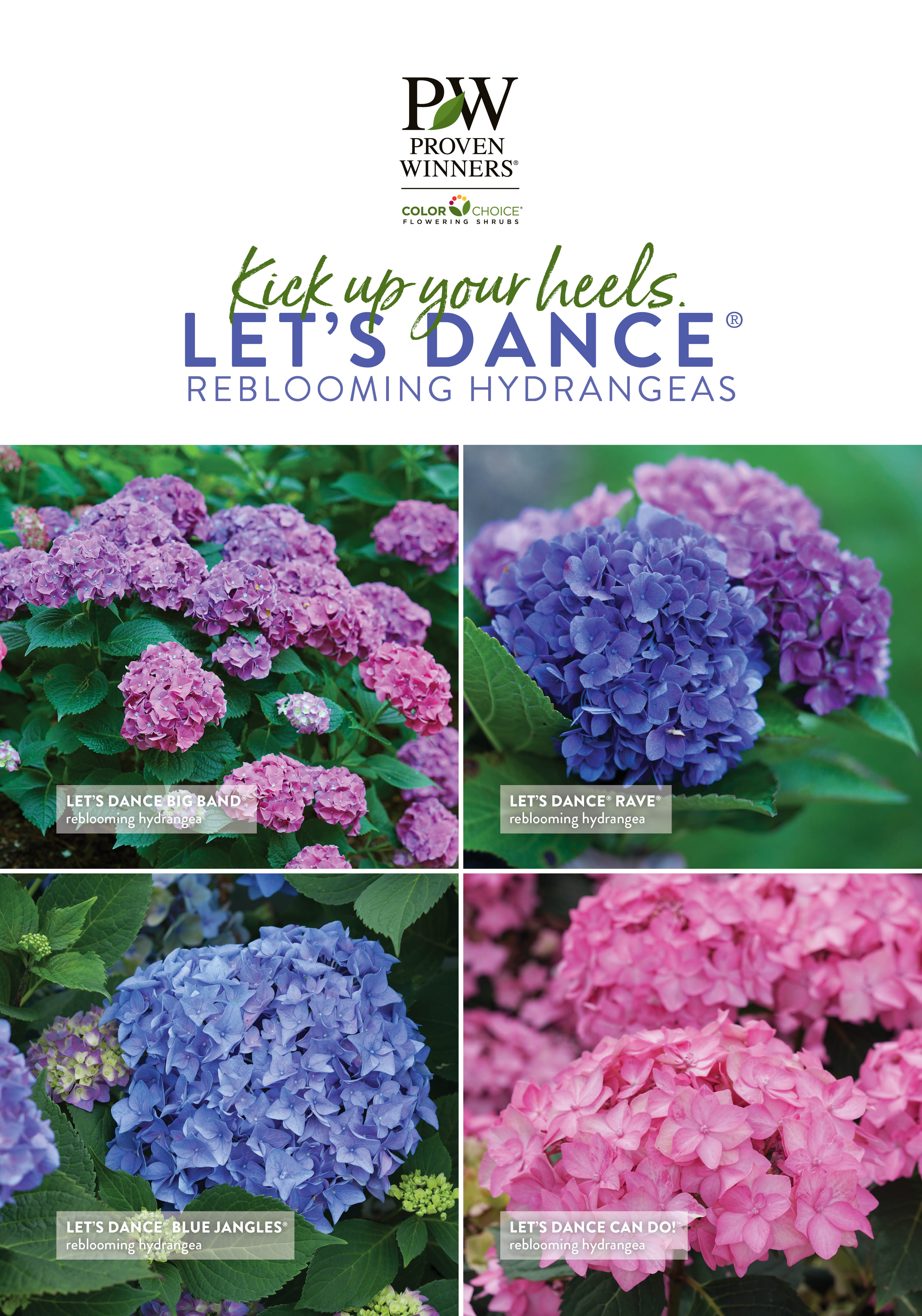 Kick Up Your Heels - Let's Dance Hydrangeas 23.5x34