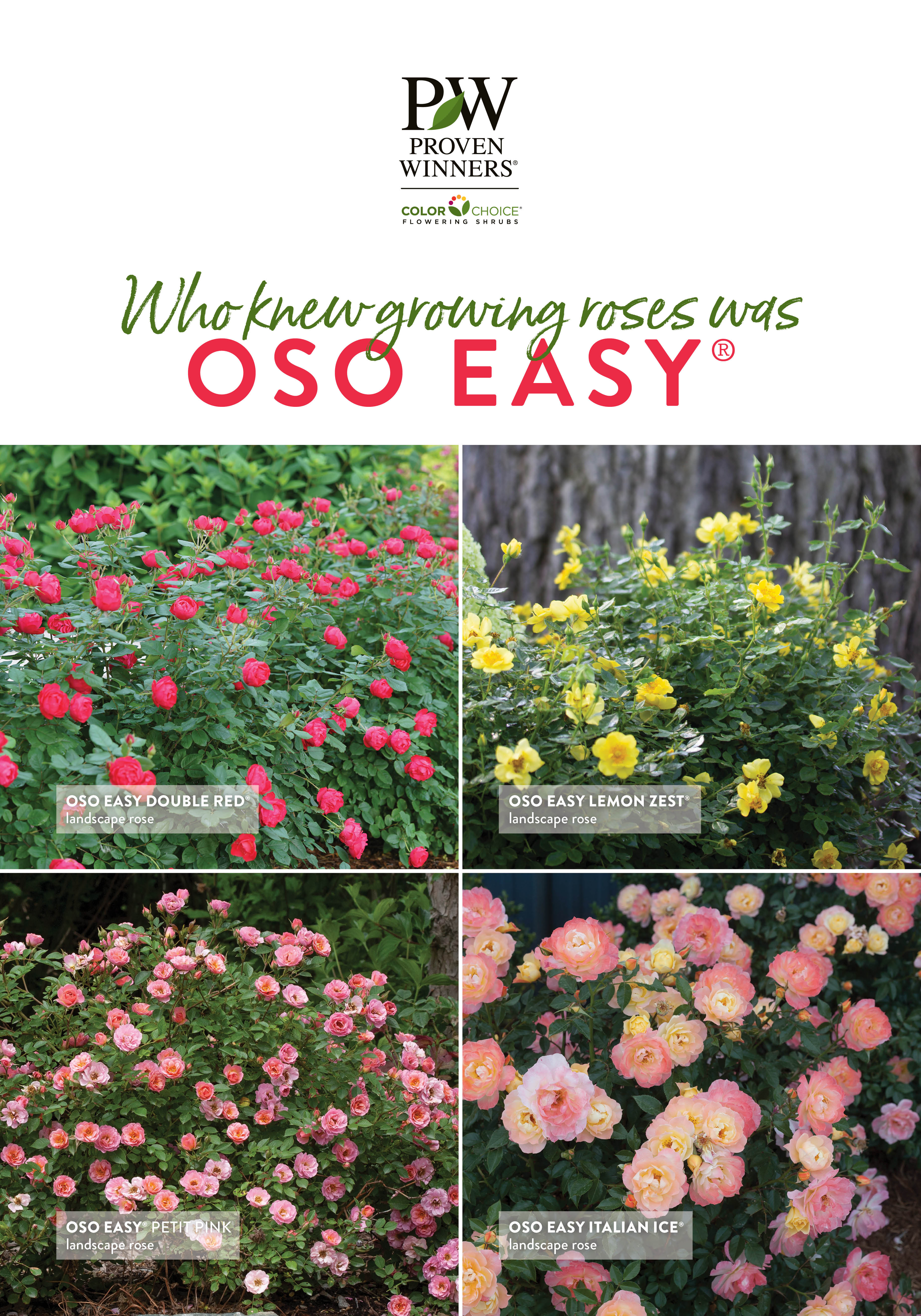 Who Knew Growing Roses Was Oso Easy 23.5x34" Poster Proven Winners