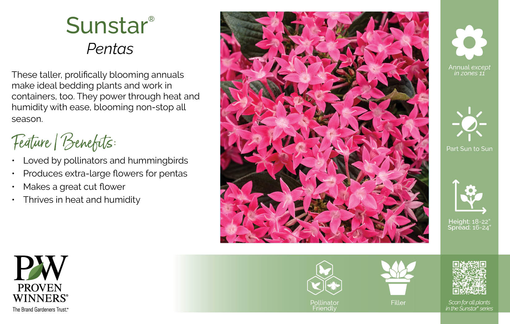 Pentas Sunstar® 11x7