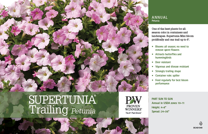 Petunia Supertunia® Trailing 11x7