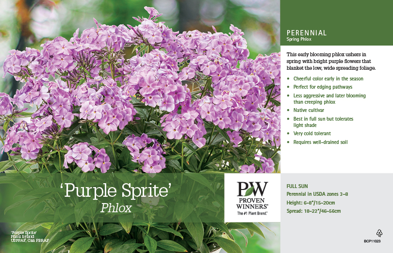 Phlox Purple Sprite 11x7