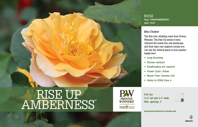 Rosa Rise Up Amberness™ (Rose) 11x7" Variety Benchcard Proven Winners