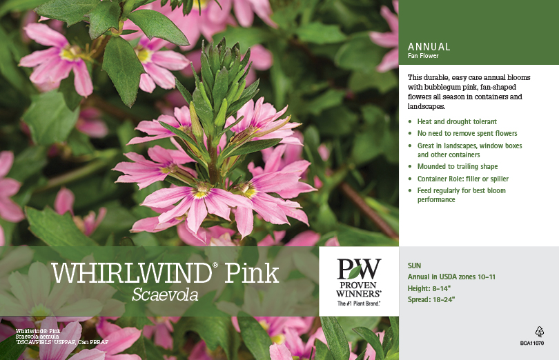 Scaevola Whirlwind® Pink 11x7