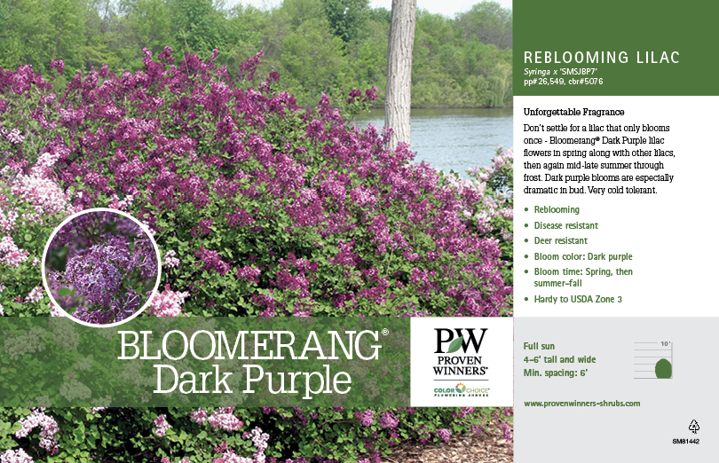 deep purple bloomerang lilac