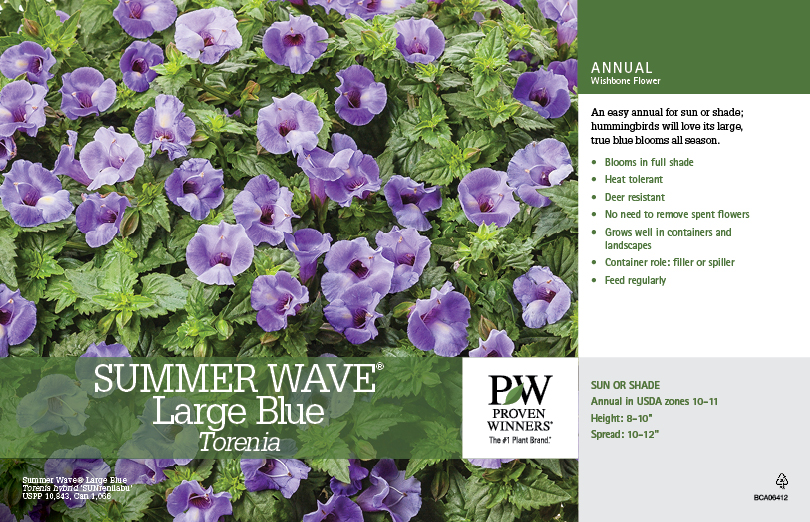 Torenia Summer Wave® Large Blue 11x7