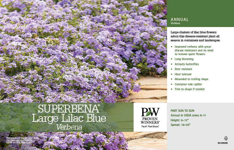 Verbena Superbena® Large Lilac Blue 11x7