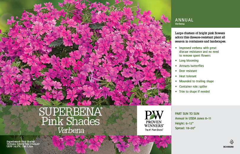 Verbena Superbena® Pink Shades 11x7