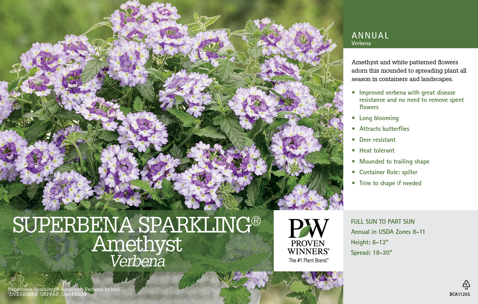 Verbena Superbena Sparkling® Amethyst 11x7