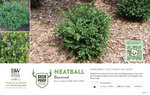 Buxus Neatball™ (Boxwood) 11x7" Variety Benchcard