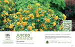 Cestrum Juiced™ Orange (Jessamine) 11x7" Variety Benchcard