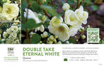 Chaenomeles Double Take Eternal White™ (Quince) 11x7" Variety Benchcard