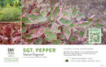 Cornus Sgt. Pepper™ (Dogwood) 11x7" Variety Benchcard