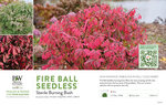 Euonymus Fire Ball Seedless™ (Burning Bush) 11x7" Variety Benchcard