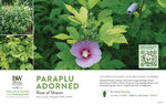 Hibiscus Paraplu Adorned® (Rose of Sharon) 11x7" Variety Benchcard