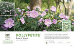 Hibiscus Pollypetite® (Rose of Sharon) 11x7" Variety Benchcard